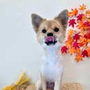 331멍발소 | 청량리 동대문 회기 강아지 애견미용 331멍발소 대만족