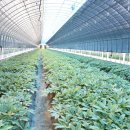 이영호 농장 이미지