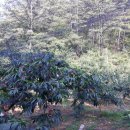 사림농장 이미지