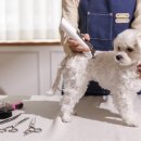 개털도사 이미지