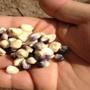 아나스타시아 이미지