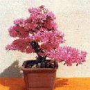 회화초등학교 이미지