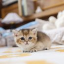 미니펫 강아지분양 고양이분양 수원점 이미지