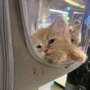 가방위에 고양이 이미지