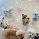 쏭쏭애견유치원 이미지