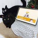 청구 | 마이브라운 펫보험 5살 고양이 라이브청구 후기