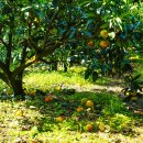 오천농장 이미지