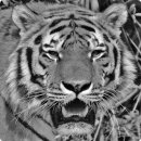 친구가 될 동물병원 이미지