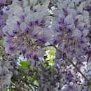 등나무1,2,3.길 이미지