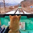 사)강원특별자치도시각장애인연합회 춘천시지회 | 춘천 김유정 레일바이크 겨울 애견동반 강촌레일바이크 춘천 놀거리
