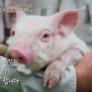 행복한돼지 - 사하구 하신번영로163번길 36 | 행복한돼지