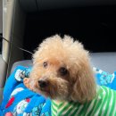 한수 소프트 이미지