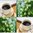 왜성 아라비카 커피 (Dwarf Coffee - Coffea arabica 'Nana') 이미지