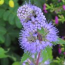 카페 바이올렛 이미지