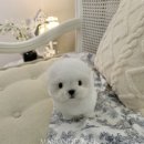 퍼피숑 | 노원미니비숑분양전문 ㅣ 아이언 왕자님을 소개해요