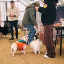 워킹애니멀스쿨 이미지