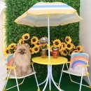 THE HAPPY TAIL(더해피테일) 이미지