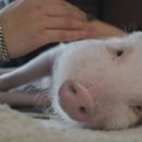 토종돼지농장 이미지