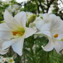하얀 백합 꽃 이미지