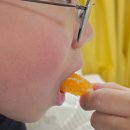 태양농원 | 겨울 택배선물은 한라봉신품종 돌담농원 써니트