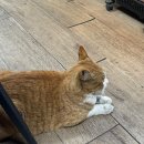 떠오름 유통 | [호주 인턴] 시드니로 떠난 대학생의 기록 그 첫번째 | 티웨이 시드니 티웨이 지연