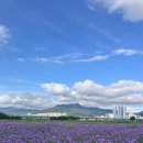 낙동강관리본부 | [부산 대저생태공원 버베나] 실시간(6/14) 개화 상황! 6월 강서구 꽃구경 + 맛집 추천