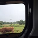 국제오토바이 장애인스쿠터 | 우도 렌터카 반입 당일치기 코스 내돈내산 전기차 스쿠터 대여 이용 후기