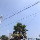 라모타B 이미지