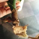 행운목(Dracaena Fragrans)은 살신성인(殺身成仁)목(木)이다 이미지
