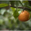 하늘빛농원 이미지