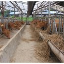 횡성한우목장 이미지