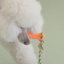 퍼피쿼터스 이미지