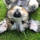 댄디농장 이미지