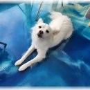 영통 애견카페 수원강아지동반보고싶당개후기!