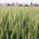 ‘유전자변형 곡물’ 확산하나⋯브라질 GM 밀 세계 2번째 재배 승인 이미지