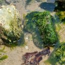 Sea Snail 바다 달팽이(군소)를 만나다. 이미지