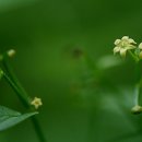 【한국특산식물】 51. 우단꼭두서니 〔Rubia pubescens Nakai〕 이미지