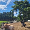 아침초원 목장 이미지