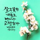 살구꽃핀마을은 이미지