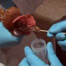 임상 농장 이미지