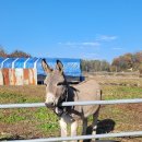 둔내농장 이미지