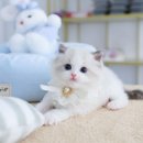 고양이를 사랑하는 남자 이미지