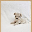 양평특수견 이미지