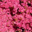 선사시대로 탐방 길(선사2코스) 이미지