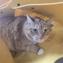 뚱냥이네 이미지