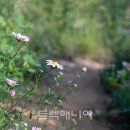 [부여]성흥산 사랑나무 & 부소산성 꽃무릇(9/21 토요일) 이미지