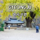 운곡회관 | 경주 운곡서원 은행나무 명소 단풍 드라이브 가볼만한곳