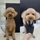 리브스테 이미지