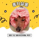 퐁키살롱 이미지