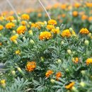 김문수농장 이미지